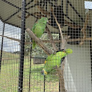 Yellow-crowned Amazon (Amazona ochrocephala) and Blue-faced Amazon (Amazona aestiva)