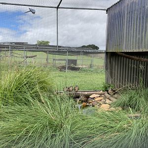 Mixed Aviary- Mandarin Duck