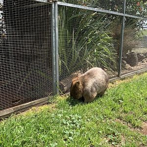 Common Wombat