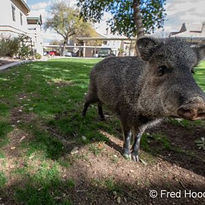first test of my remote trigger