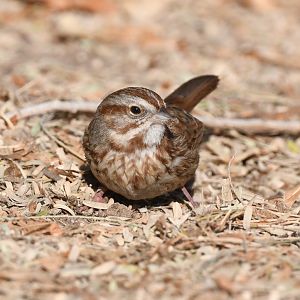sparrow identification