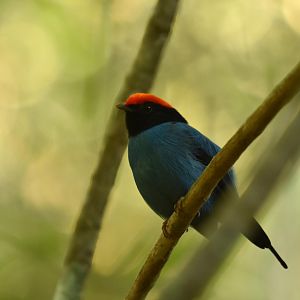 Swallow-tailed manakin (Chiroxiphia caudata)