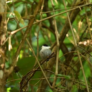 White-bearded manakin (Manacus manacus)