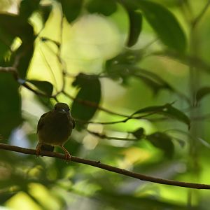 White-bearded manakin (Manacus manacus)