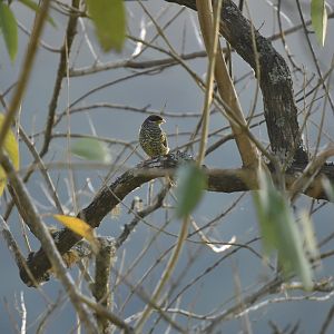 Swallow-tailed cotinga (Phibalura flavirostris)