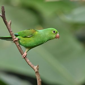 Plain Parakeets (Brotogeris tirica)