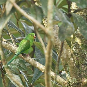 Plain Parakeets (Brotogeris tirica)