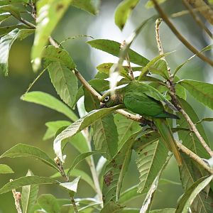 Maroon-bellied parakeet (Pyrrhura frontalis)