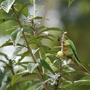 Maroon-bellied parakeet (Pyrrhura frontalis)