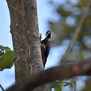 Lineated Woodpecker (Dryocopus lineatus)