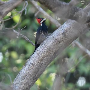 Lineated Woodpecker (Dryocopus lineatus)
