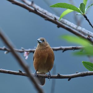Red-crowned ant tanager (Habia rubica)