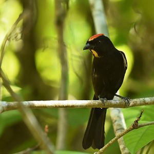 Flame-crested Tanager ( Islerothraupis cristata)