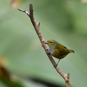 Euphonia violacea (Violaceous Euphonia)