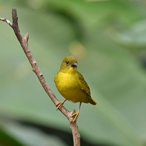 Olive-green tanager (Orthogonys chloricterus)