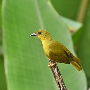 Olive-green tanager (Orthogonys chloricterus)