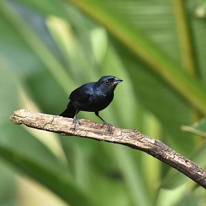 Ruby-crowned Tanager (Tachyphonus coronatus)
