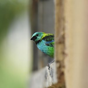 Green-headed tanager (Tangara seledon)