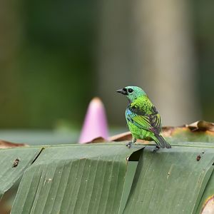 Green-headed tanager (Tangara seledon)