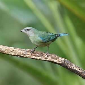 Azure-shouldered Tanager (Thraupis cyanoptera)