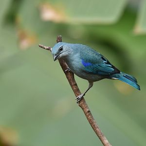 Azure-shouldered Tanager (Thraupis cyanoptera)