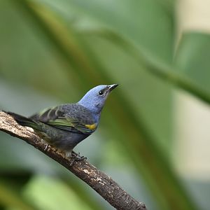 Golden-chevroned Tanager Thraupis ornata
