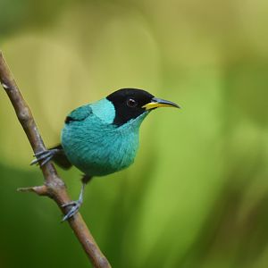 Green Honeycreeper (Chlorophanes spiza)