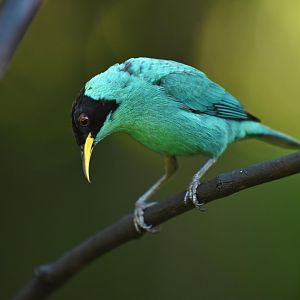 Green Honeycreeper (Chlorophanes spiza)