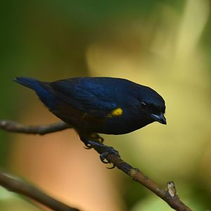 Chestnut-bellied Euphonia Euphonia pectoralis