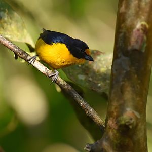 Violaceous Euphonia (Euphonia violacea)