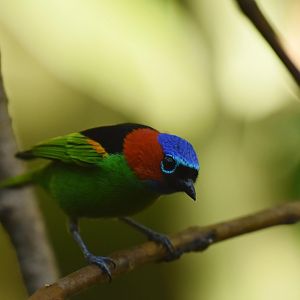 Red-necked Tanager Tangara cyanocephala
