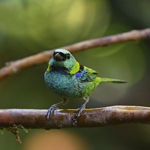 Green-headed Tanager (Tangara seledon)