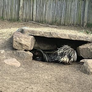 African Crested Porcupine (Hystrix cristata)