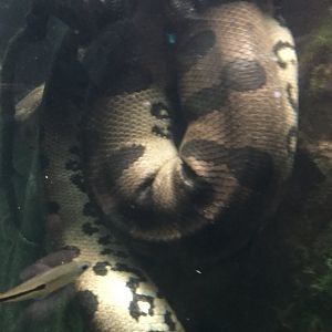 Green Anaconda (Eunectes murinus)