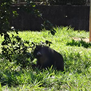 Mandrill (circa 2013) - Belo Horizonte zoo