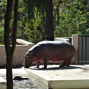 Hippo and baby (circa 2013) - Belo Horizonte zoo