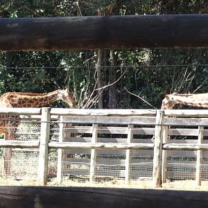 Giraffes (circa 2013) - Belo Horizonte zoo