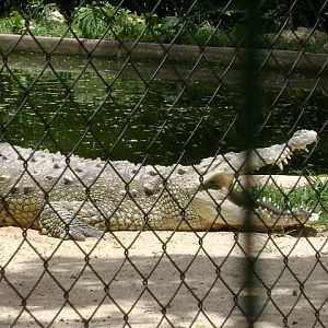 Nile crocodile (circa 2012) - Belo Horizonte zoo