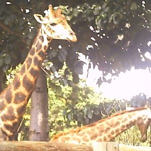 Giraffes (circa 2005) - Belo Horizonte zoo