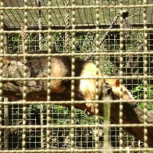 Lesser anteater (circa 2009) - Belo Horizonte zoo