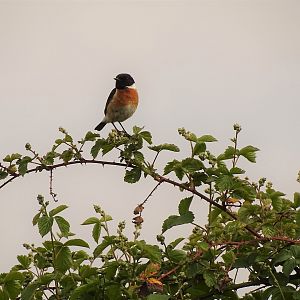 European stonechat, Saxicola rubicola