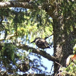 Spotted nutcracker, Nucifraga caryocatactes