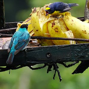 Green honey creeper and Yellow-throated euphonia