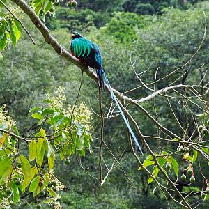 Resplendent quetzal, Pharomachrus mocinno