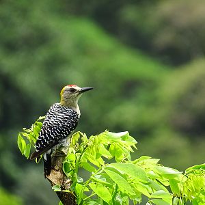Hoffmann's woodpecker, Melanerpes hoffmannii