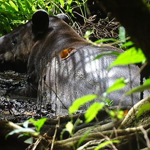 Baird's tapir, Tapirus bairdii