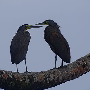 Bare-throated tiger heron, Tigrisoma mexicanum