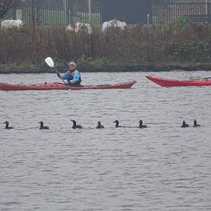 Velvet scoter, Melanitta fusca