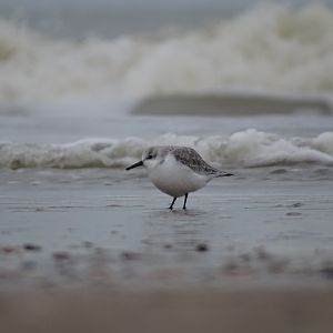 Sanderling, Calidris alba