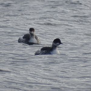Black-necked grebe, Podiceps nigricollis